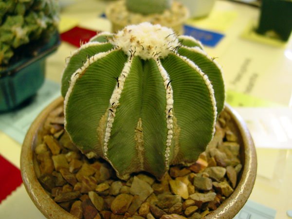 Aztekium _hintonii